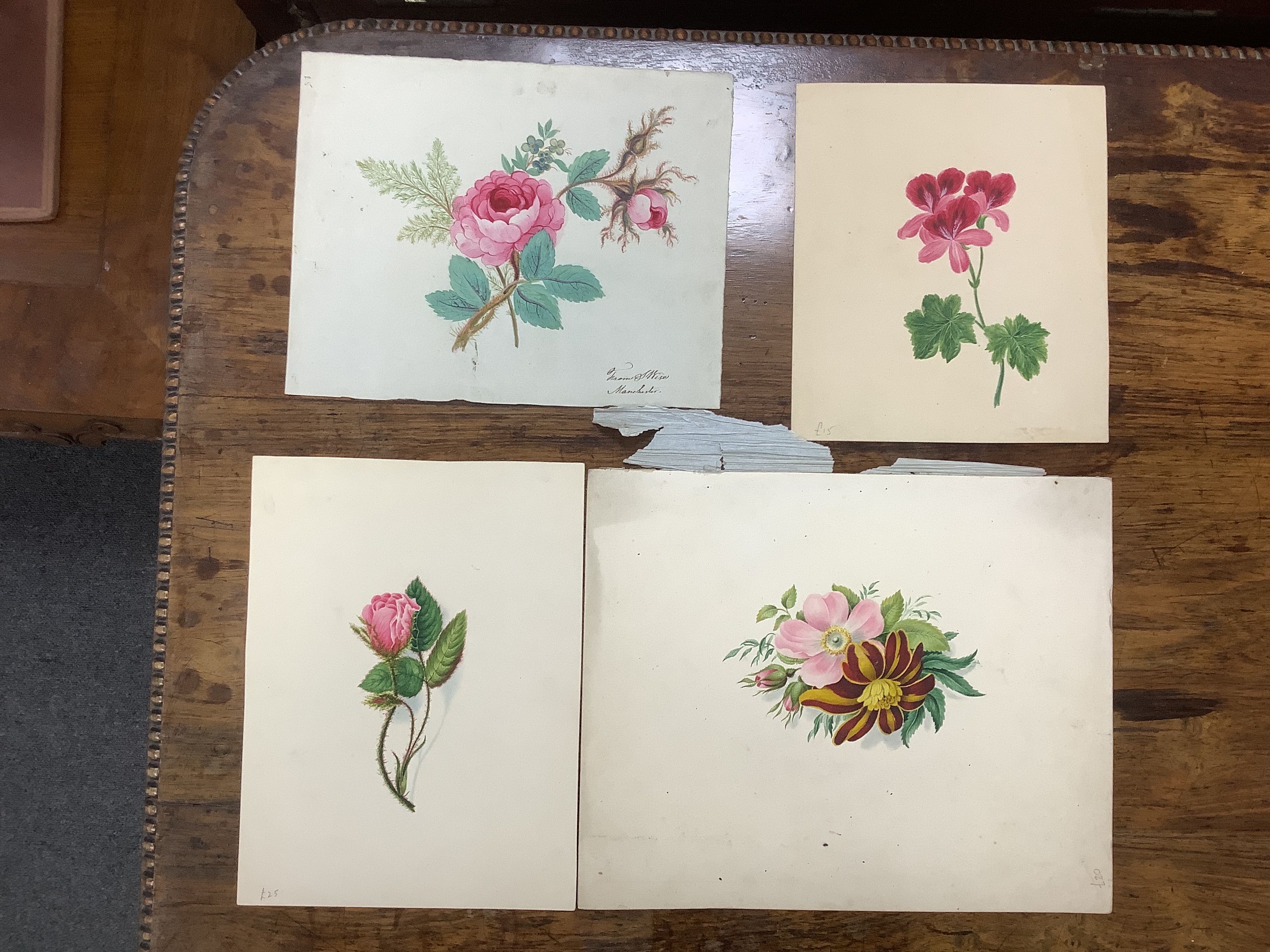 A collection of 19th century botanical watercolour studies on paper, one indistinctly signed and inscribed Manchester in ink, largest 34 x 26cm, unframed, housed in a tooled leather wallet